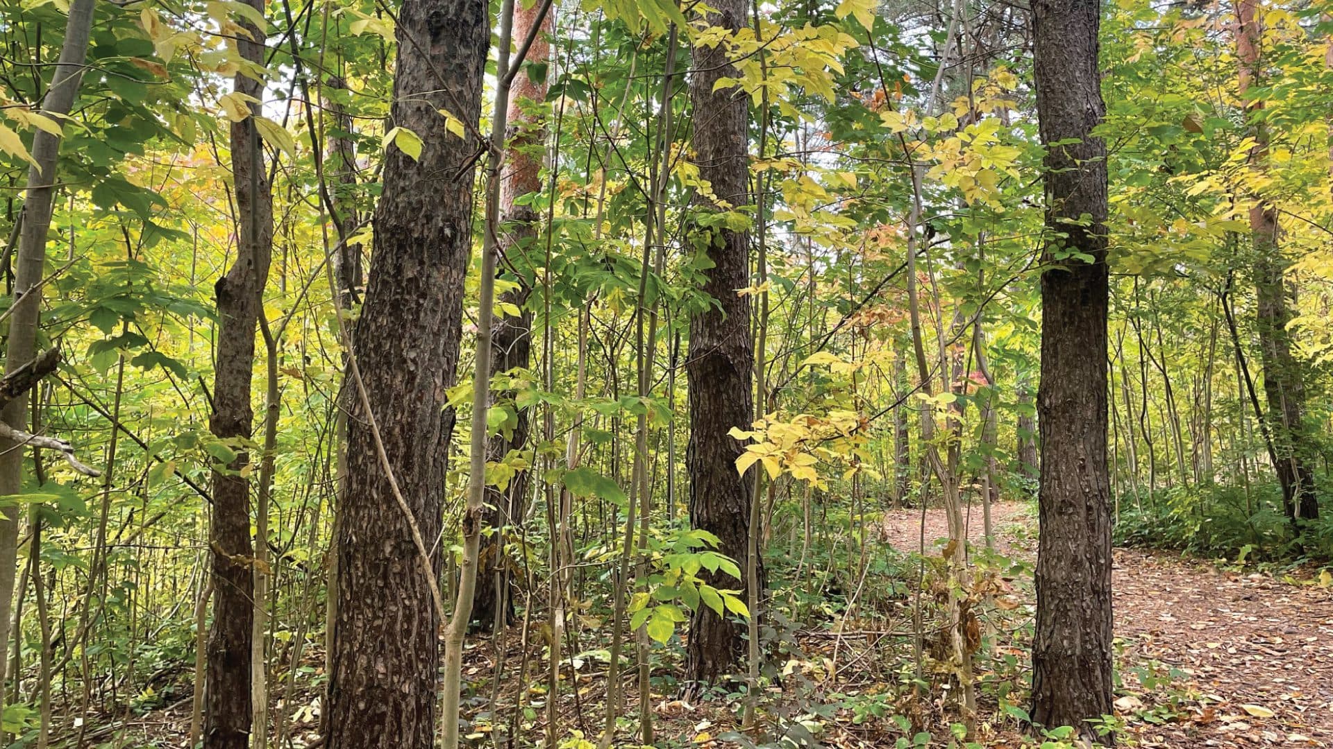 Forest Bathing and Hydrotherapy: Reciprocal Bliss